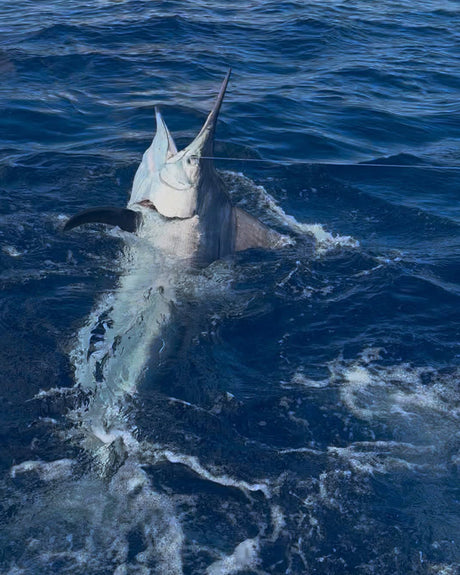 Cairns Fishing Report | 30 October