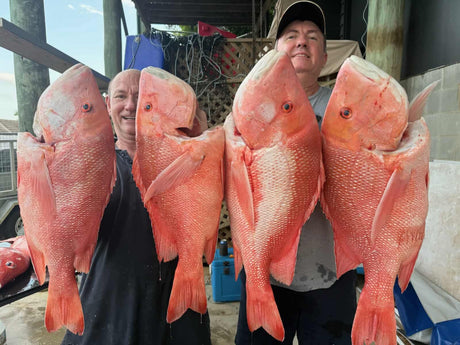 Cairns Fishing Report | November 7th